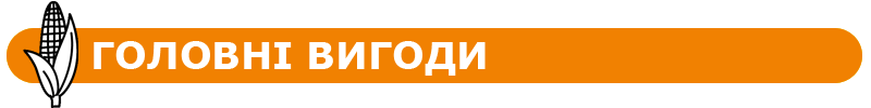 Главные выгоды выращивания гибрида кукурузы ЕС Хеттрик